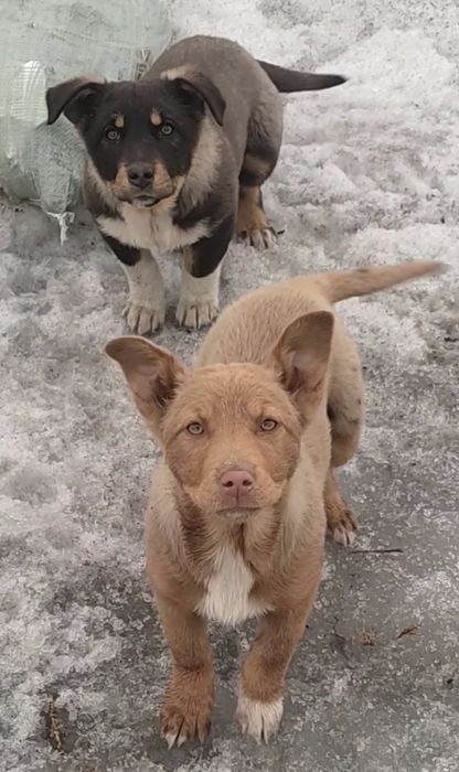 Девчонки щеночки