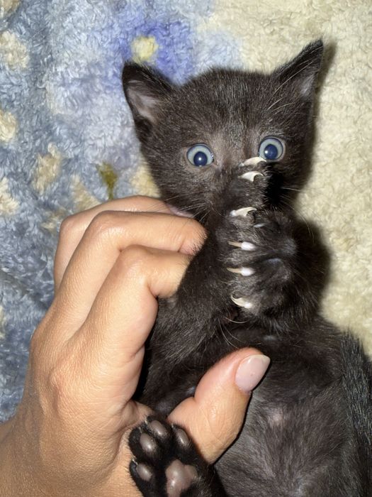 Котята отдам даром