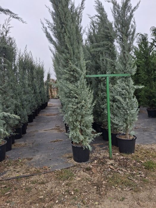 Stoc nou de plante ornamentale