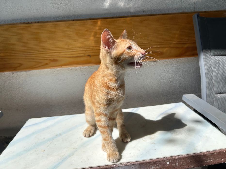 Donez Motănel Ginger