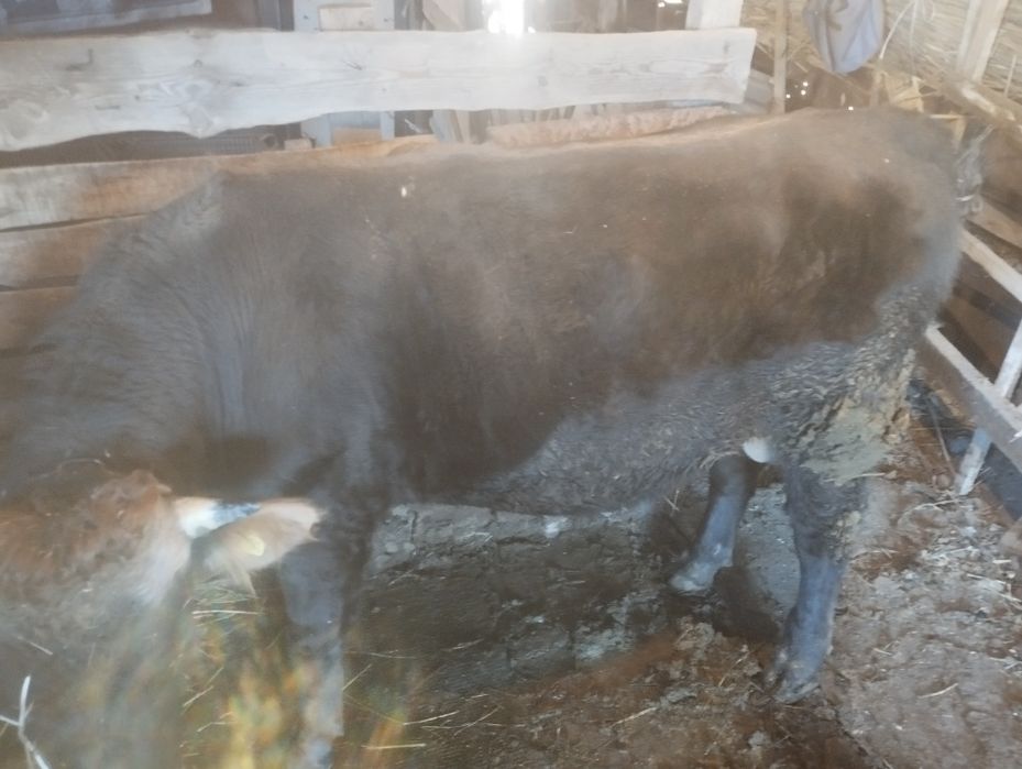 Бука сатылады бордакы