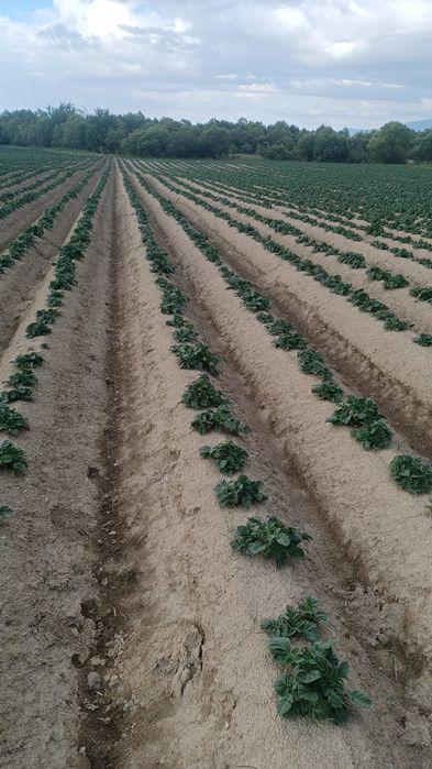 Cartofi de samanta din elita si din clasa A , certificati