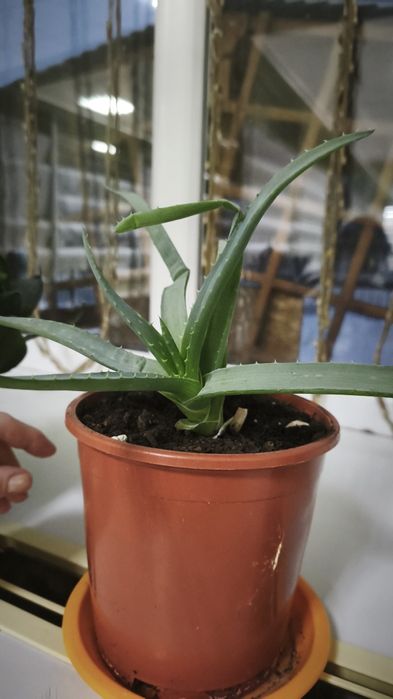 Цветы домашние продам