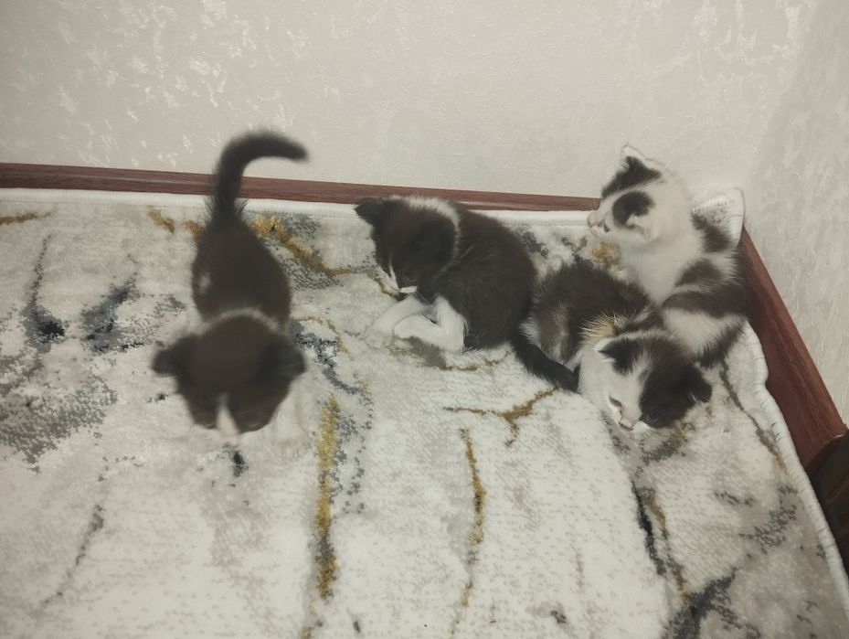 Mushukchalar sotiladi 1 yarim oylik narxi 600.000 dan