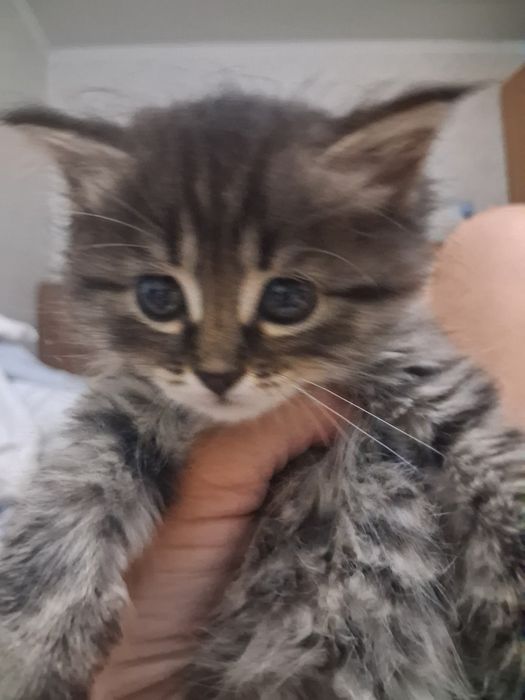 Котенок необыкновенный)