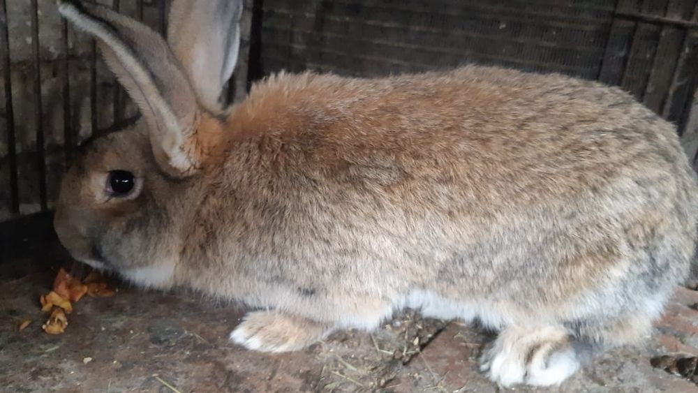 Продаются кролики