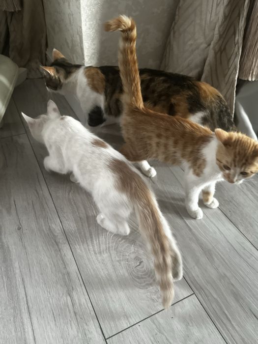 отдам котят в добрые руки