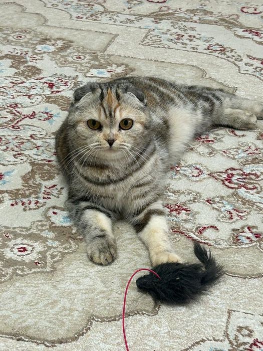 Продам веслоухую шотландку