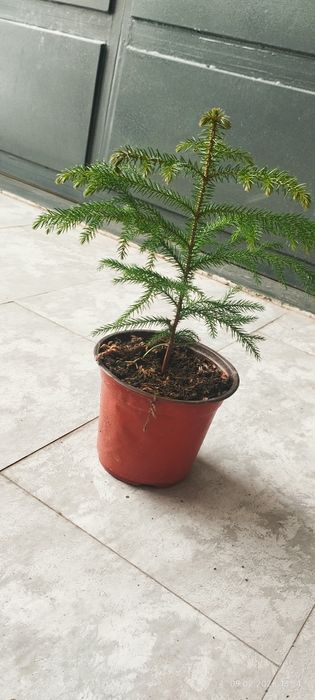 Цветы для офиса и дома