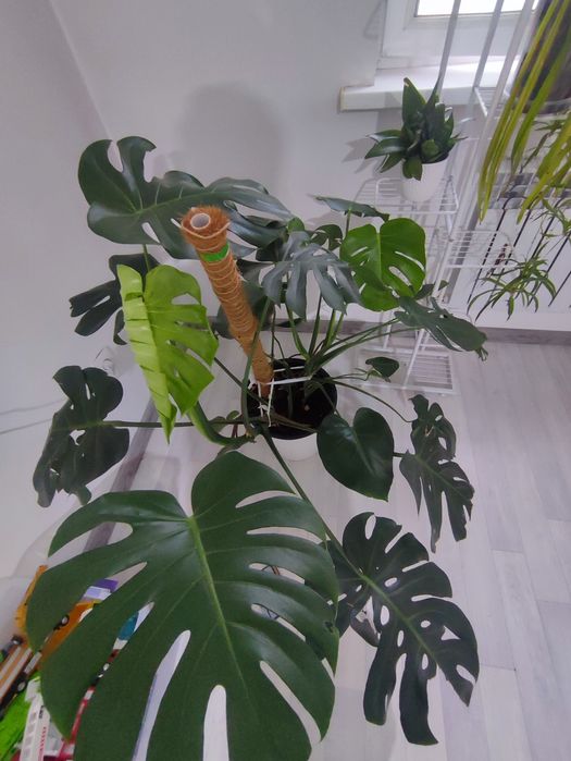 Монстера в горшках