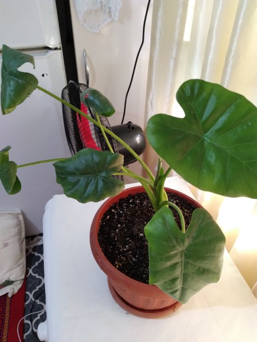 Комнатные цветы распродажа