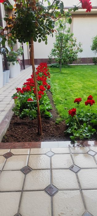 Садовник благоустройство ландшафт богбон газон посадка арча ёлка стрич