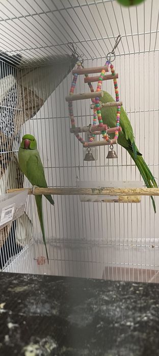 Ожереловый попугай.