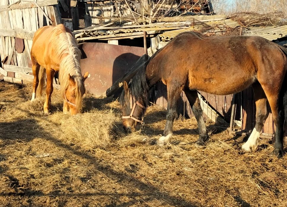 Продам жеребца и кобылу
