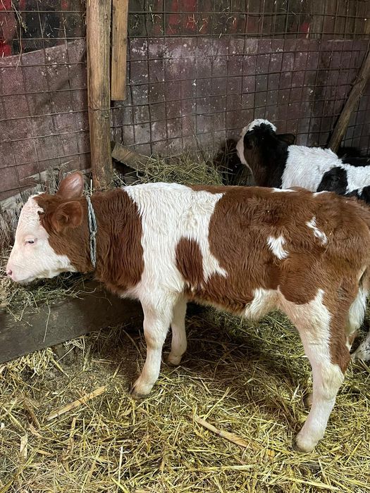 6 Tăurași și o vițică