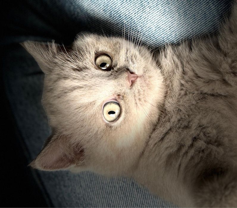 Pisic British Shorthaire