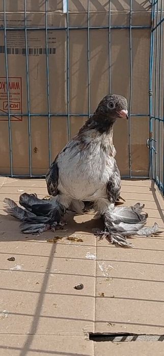 Голуби игровых кровей