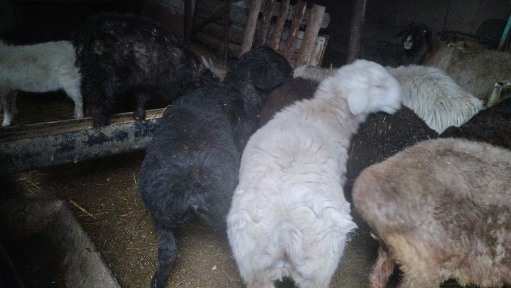 Қошқарлар, союға дайын