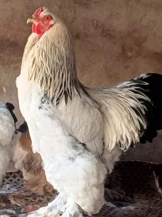 550 000 min brama horoz tuvuqlar