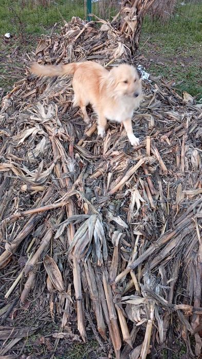 Câini crescuți la țară