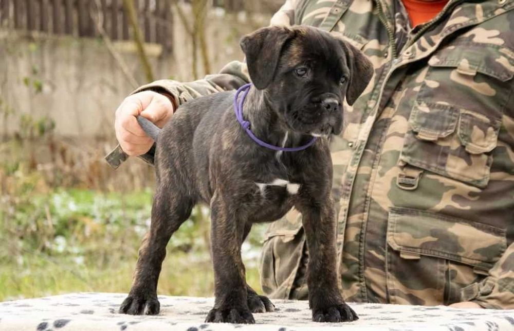 Cane Corso 2 luni Femelă