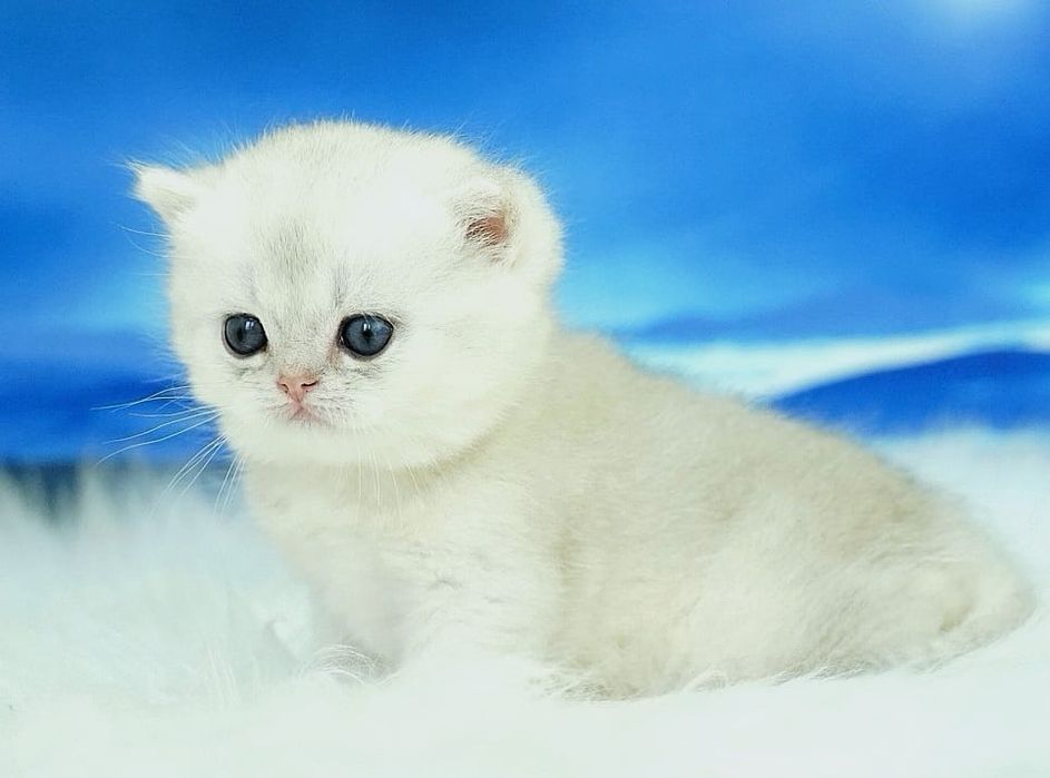 Британский зеленоглазый мальчик