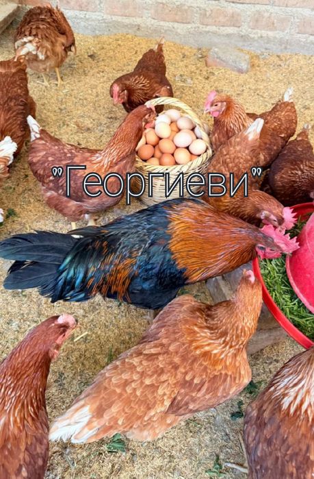 Продавам кокошки носачки ломан браун