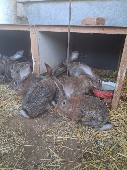 Urias german de vanzare