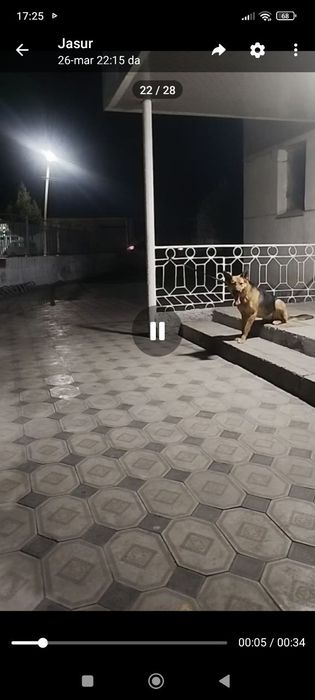 It bolalari sotiladi