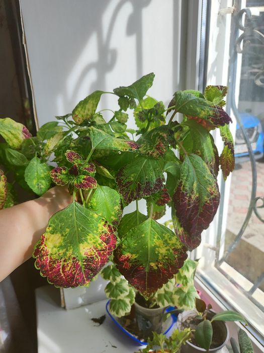 Цветы  Комнатные