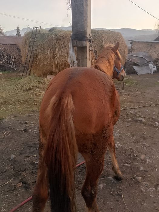 Кунан сатылады жас мал.