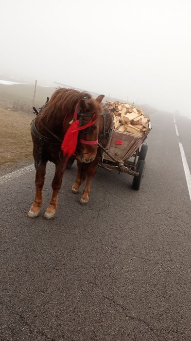 Iapa de vanzare tânără