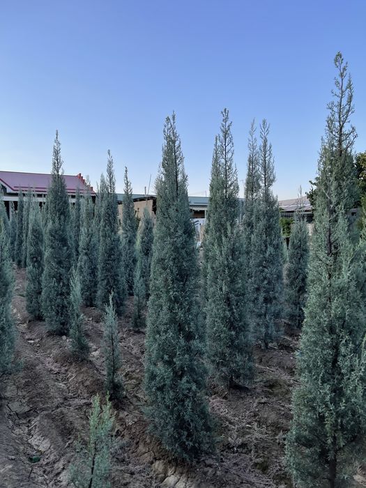 Aksiya Arizoniski kiparis sotiladi boyi 2m 100$, 2.5m 140$,3m 190$