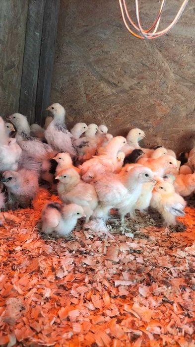 vand pui brahma herminat deschis cochinchina negru, bobat și galben