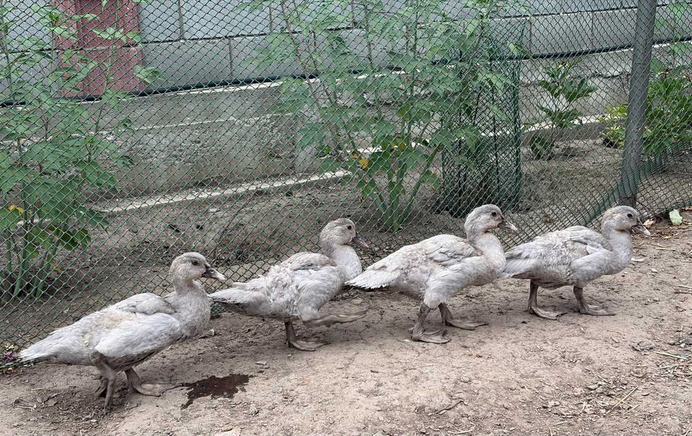 Продам индоуток лавандовых, серебро