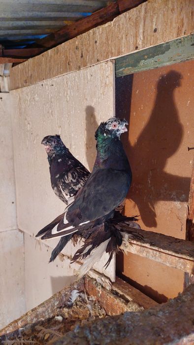 Узбекские двухчубые голуби