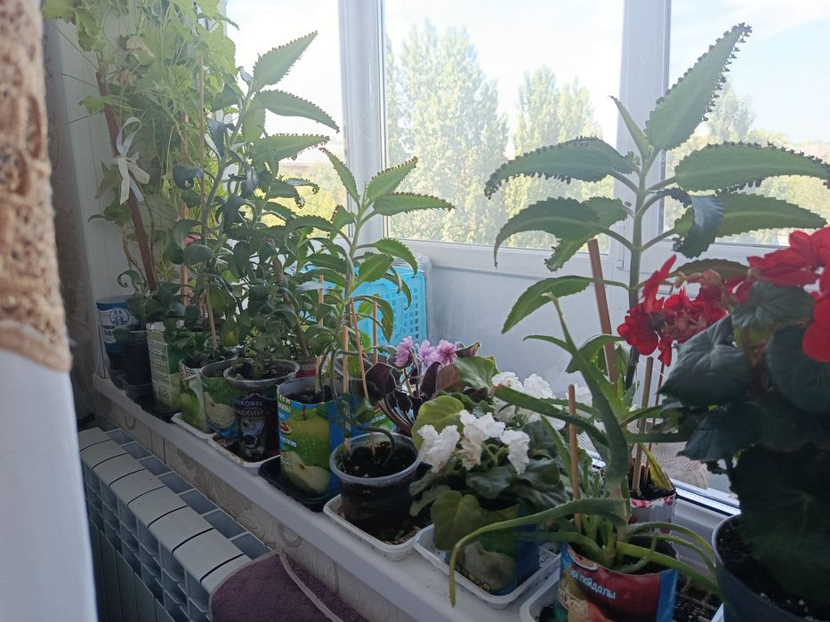 Продам КОЛАНХОЭ лечебное коланхое