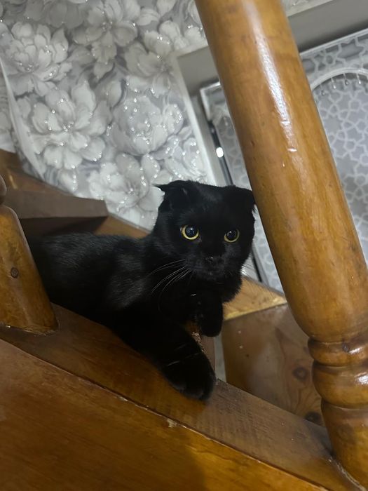 Отдам кошку в хорошие руки
