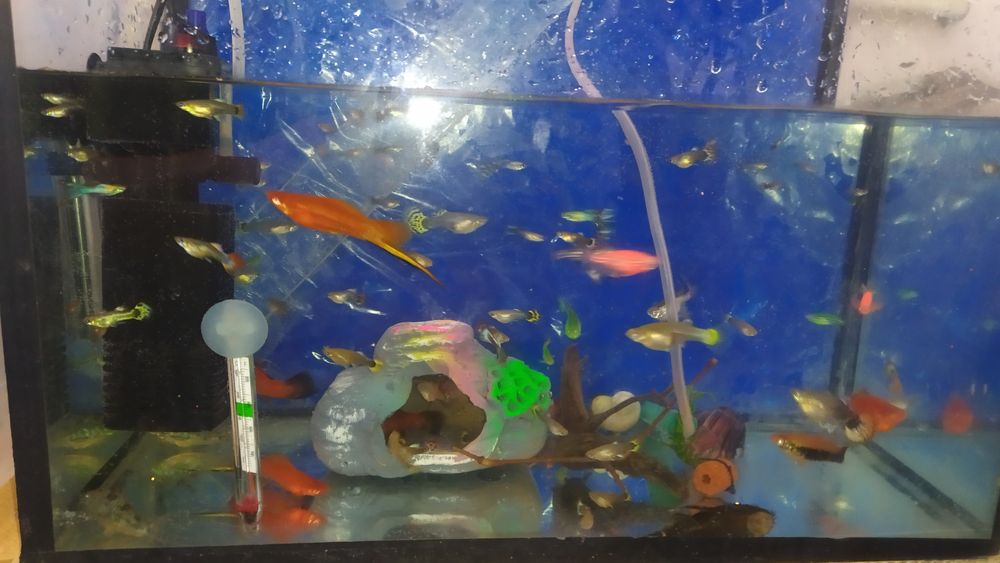 Продам  рыбки Гуппи Данио коридорусы анцитрус самец 10 см