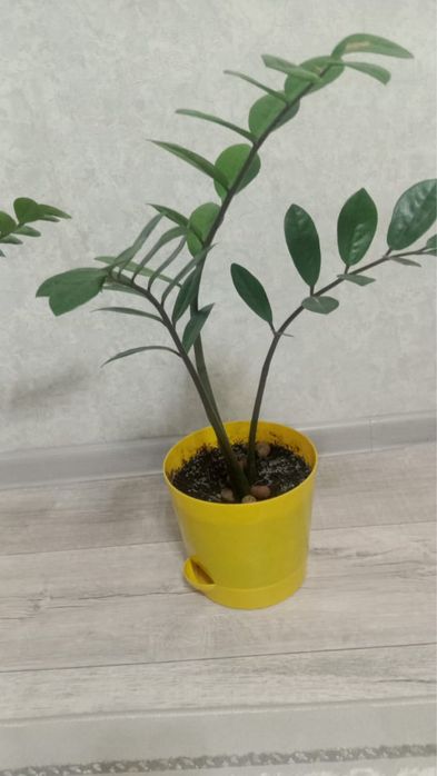 Продам домашние цветы