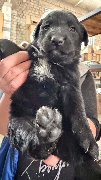 Отдам щенят в добрые руки