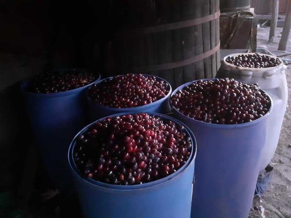Prune pentru tuica