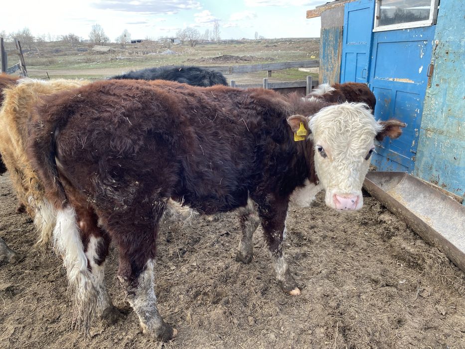 Бұқалар Бычки КРС