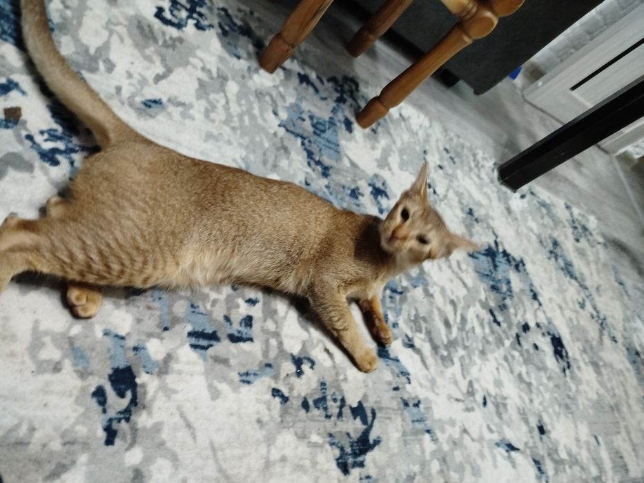 Животные девочка ищет мальчика