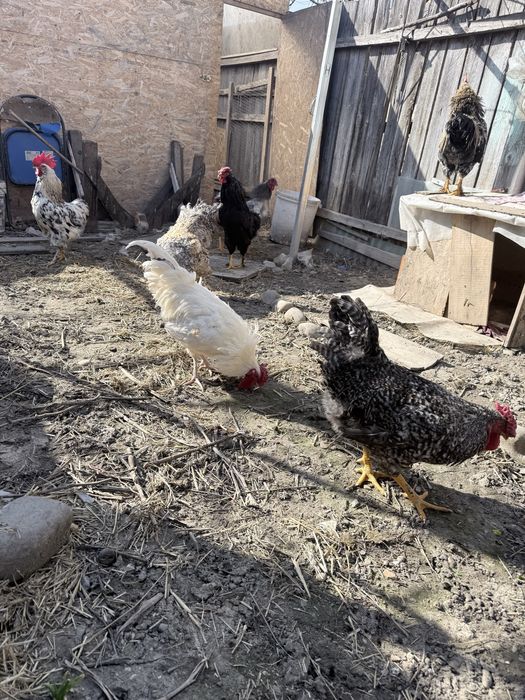 Cocosi tineri 3 kg rasa Brahma 100 lei buc