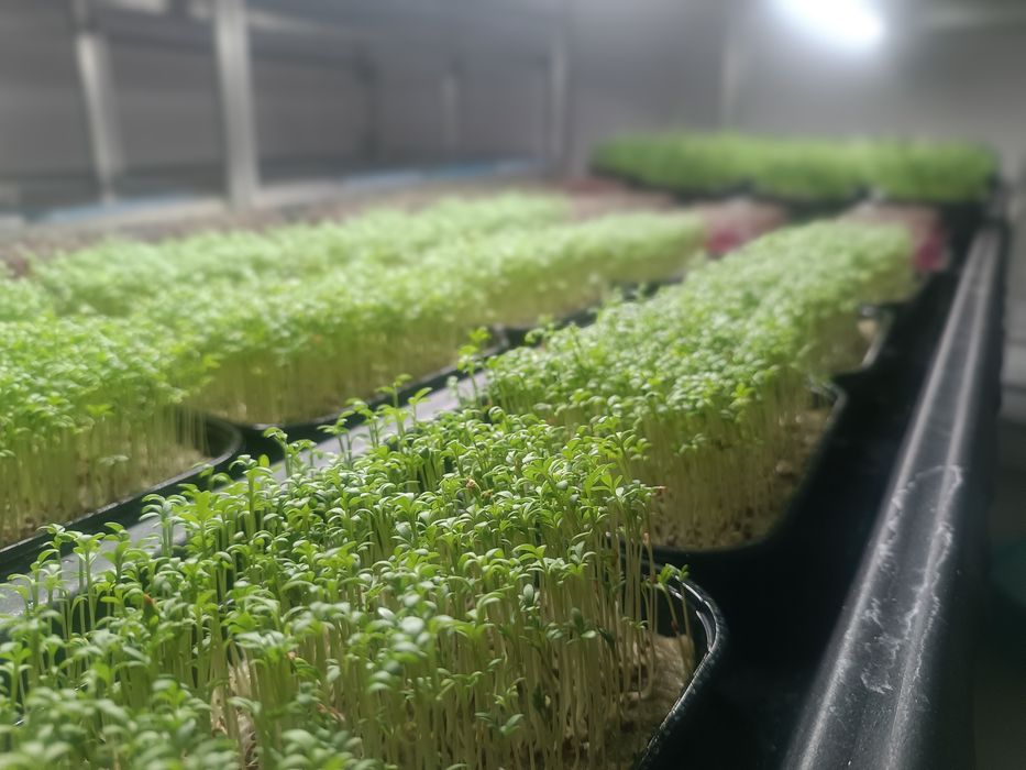 Микрозелень витграсс