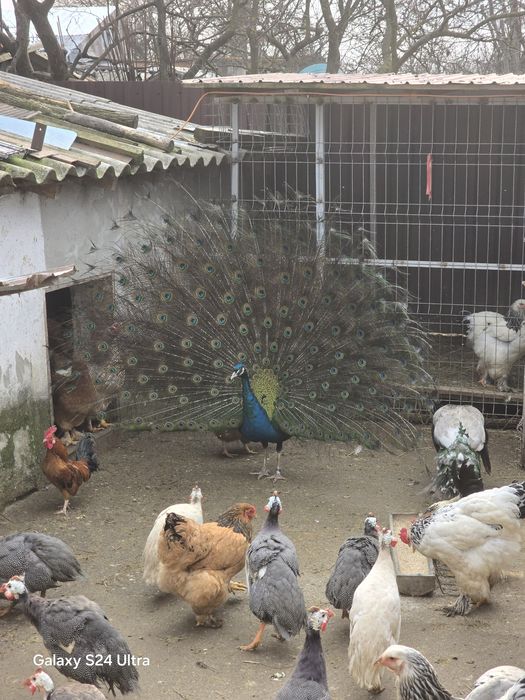 Paun umar negru de vanzare