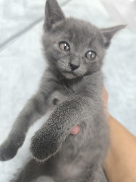 Котята девочки отдам даром