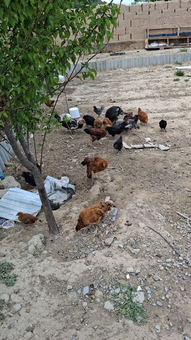 Бронз балапндарй