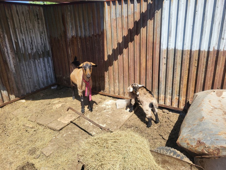 Продам козу породистый